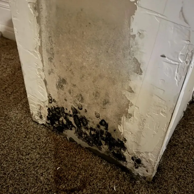 Professional Mold Removal in Lancaster, OH